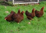 4 wyandotte hennen meerzomige roodpatrijs, Dieren en Toebehoren, Pluimvee, Vrouwelijk, Kip