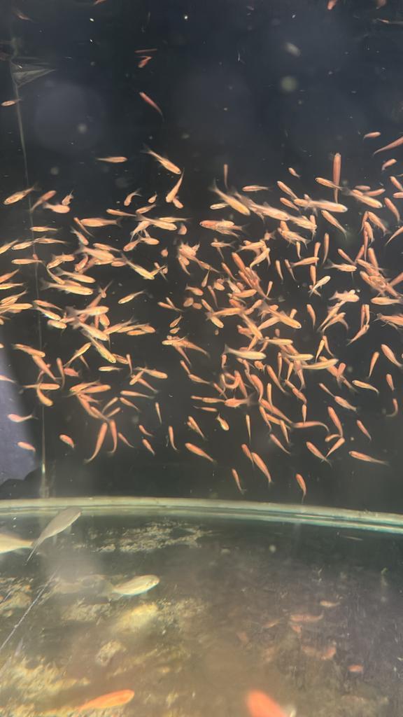 Goudelritsen goud elrits vissen goudvisje vijver vis shiner, Dieren en Toebehoren, Vissen | Vijvervissen, Goudvis(sen)