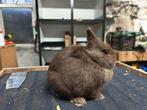 Kleurdwerg bruin, Dieren en Toebehoren, Mannelijk, Dwerg, 0 tot 2 jaar