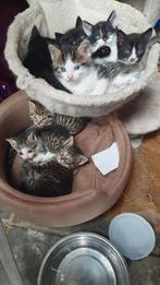 kortharige kittens