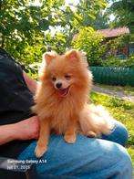 Prachtige Pomeriaan Reutje, Particulier, 15 weken tot 1 jaar, Reu, Buitenland