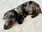 Dwerg Teckel kortharig dachshond merle blue-tan, CDV (hondenziekte), 8 tot 15 weken, Korthaar, Teef