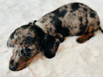 Dwerg Teckel kortharig dachshond merle blue-tan beschikbaar voor biedingen