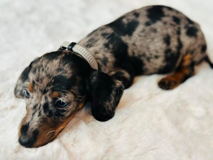 Dwerg Teckel kortharig dachshond merle blue-tan, Dieren en Toebehoren, Honden | Teckels en Dashonden, Teef, Korthaar, Dwerg, Particulier
