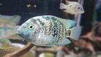 Oscura heterospila, Dieren en Toebehoren, Vissen | Aquariumvissen