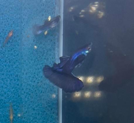 Prachtige Purple Moscow Guppen Raszuiver!, Dieren en Toebehoren, Vissen | Aquariumvissen, Vis