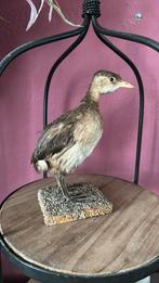 Opgezette vogel, Verzamelen, Ophalen of Verzenden, Zo goed als nieuw, Vogel, Opgezet dier