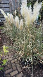 Pampus gras twee soorten grote pot ruim prijs 7,95 pst, Ophalen, Vaste plant, Siergrassen, Volledige schaduw