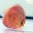 dutch-discus panthera 10-12 cm €60,00, Vis, Zoetwatervis
