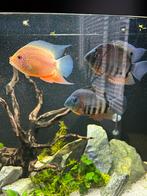 Heros yellow fire en wildkleur, Vis