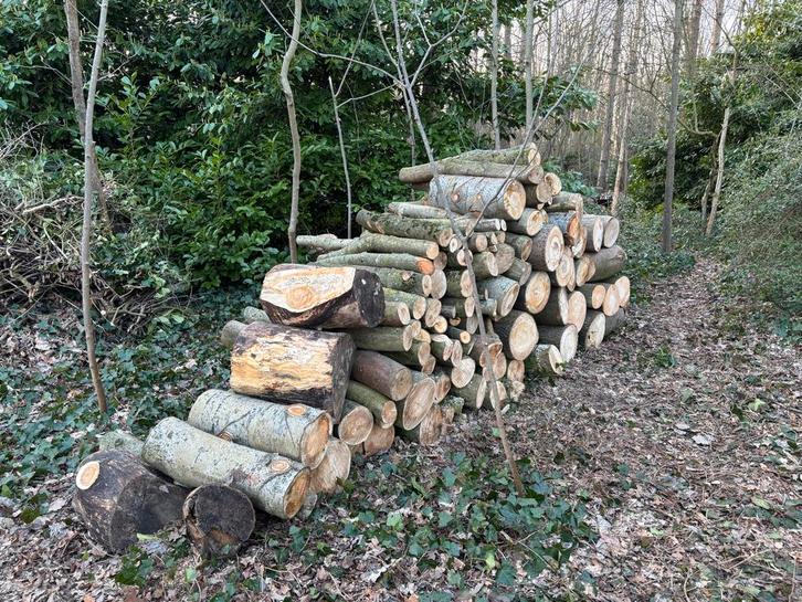 Vers populieren- en esdoornhout, ca. 3 kuub, Tuin en Terras, Haardhout, Stammen, Overige houtsoorten, 3 tot 6 m³, Ophalen