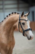 Kwaliteitsvolle D pony!, Met stamboom, Ruin, Dressuurpony, Zadelmak