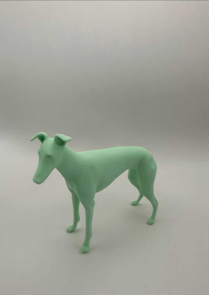 Whippet / Galgo / Greyhound, Ophalen of Verzenden