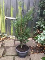 Taxus struik, Ophalen, Taxus, Struik, 250 cm of meer