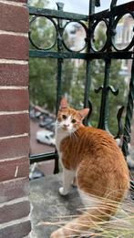 Cat looking for a new home, Dieren en Toebehoren, Katten en Kittens | Overige Katten, Kater