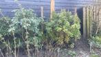 GRATIS, Tuin en Terras, Planten | Bomen, Ophalen, Halfschaduw, Overige soorten, Lente