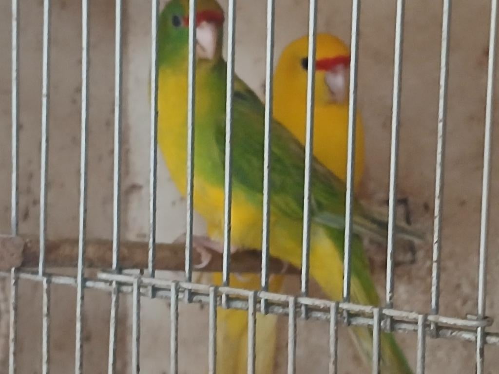 Kakariki halsband parkieten, Meerdere dieren, Parkiet