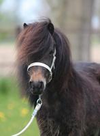 Prachtige bruine shetland stamboek merrie, Dieren en Toebehoren, Pony's, Merrie, Niet van toepassing, A pony (tot 1.17m), 3 tot 6 jaar