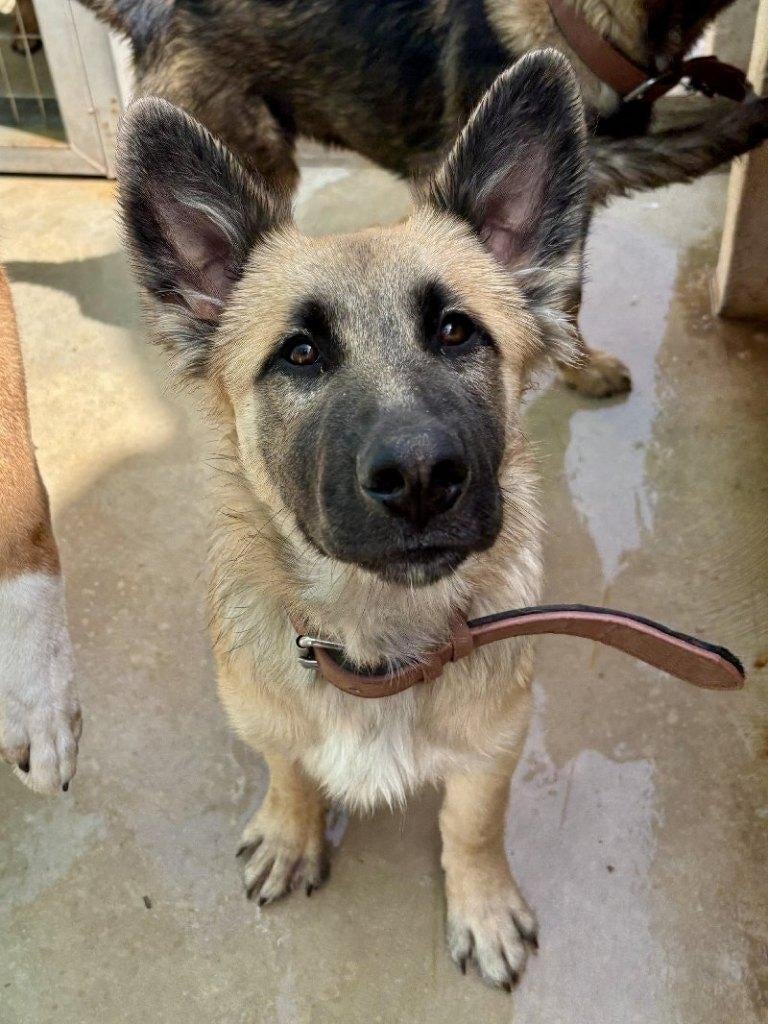 ACE: Otis is boordevol van liefde en energie, Particulier, 15 weken tot 1 jaar, Reu, Buitenland