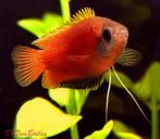 Dwerg gourami, honig gourami,, Vis
