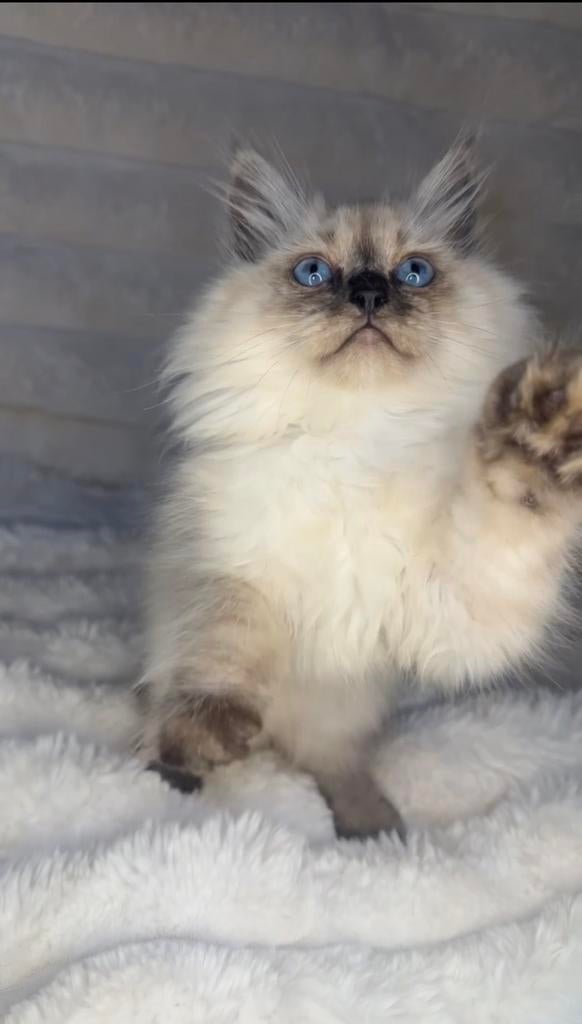 Ragdoll kitten direct beschikbaar, Kater, Ontwormd, 0 tot 2 jaar