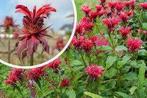 Monarda "Cambridge Scarlet" (Bergamotplant), Overige soorten, Volle zon, Vaste plant, Ophalen of Verzenden
