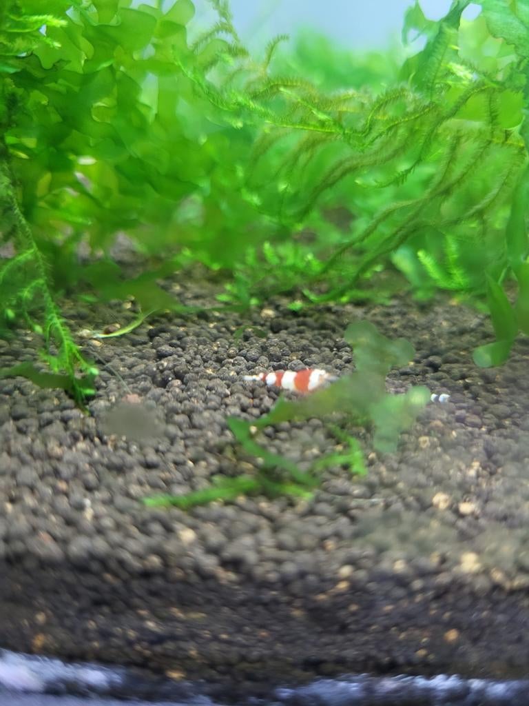 Crystal red garnalen, Kreeft, Krab of Garnaal