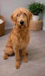 Prachtige Labradoodle teefje te koop, België, Particulier, 15 weken tot 1 jaar, Overige rassen