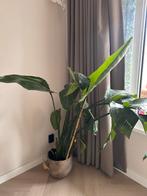 Papegaaiplant (Strelitzia nicolai) te koop, Ophalen of Verzenden, Halfschaduw, Minder dan 100 cm