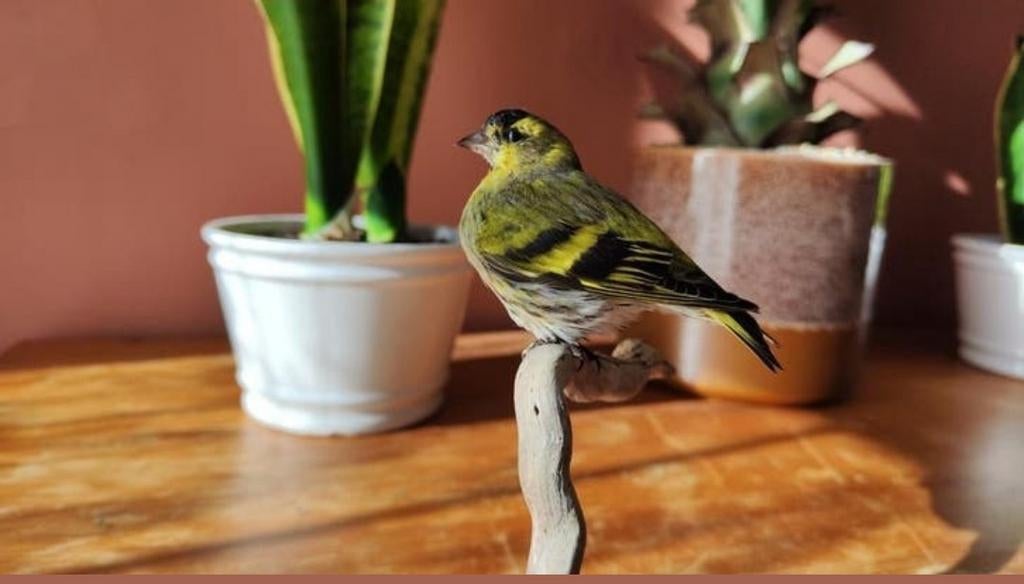 Taxidermie Sijsje - Natuurlijk Gestorven, Ophalen of Verzenden, Nieuw, Vogel, Opgezet dier