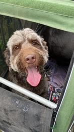 Lieve mooie labradoodle medium pups, Dieren en Toebehoren, Honden | Niet-rashonden, 8 tot 15 weken, Teef, Meerdere, Middel