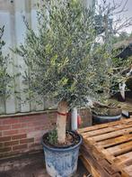 Mooie oude dikke olijfbomen !, Volle zon, Ophalen of Verzenden, 100 tot 250 cm, Olijfboom