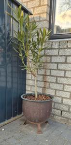 Antieke koperen bloembak op sierlijke pootjes, Gebruikt, Minder dan 60 cm, Rond, Ophalen of Verzenden