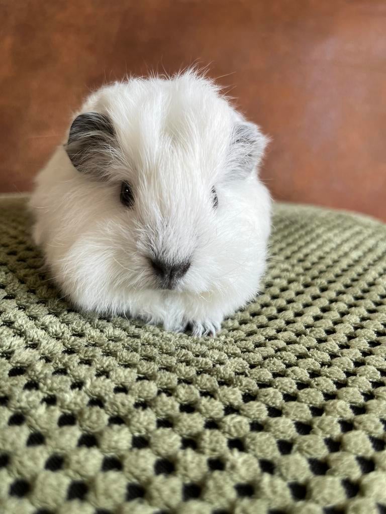 Prachtig  jong ch teddy California beertje, Dieren en Toebehoren, Knaagdieren, Mannelijk, Tam, Maart, Cavia