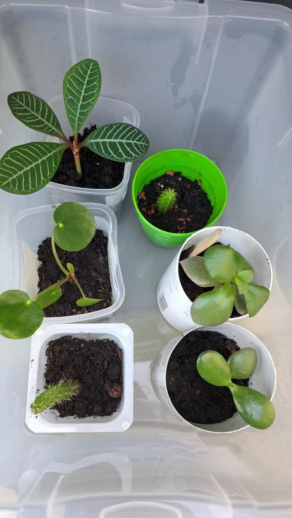 Diverse kamerplantjes/kamerplant stekjes, Ophalen, Halfschaduw, Minder dan 100 cm