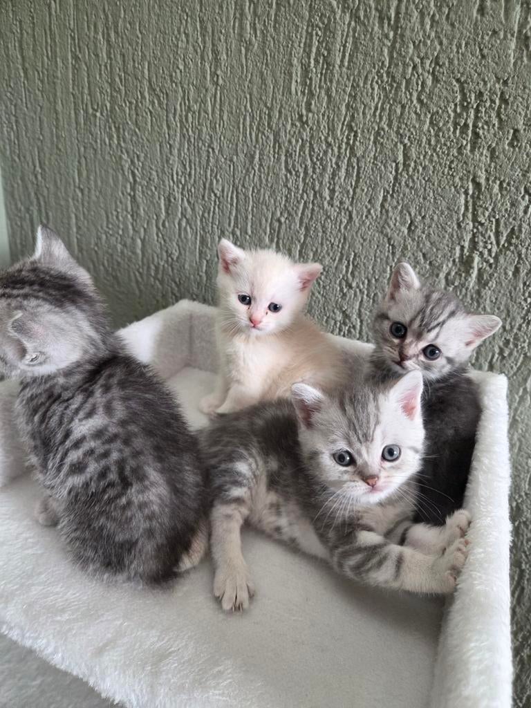 Britse korthaar kittens, Meerdere dieren, Ontwormd, 0 tot 2 jaar