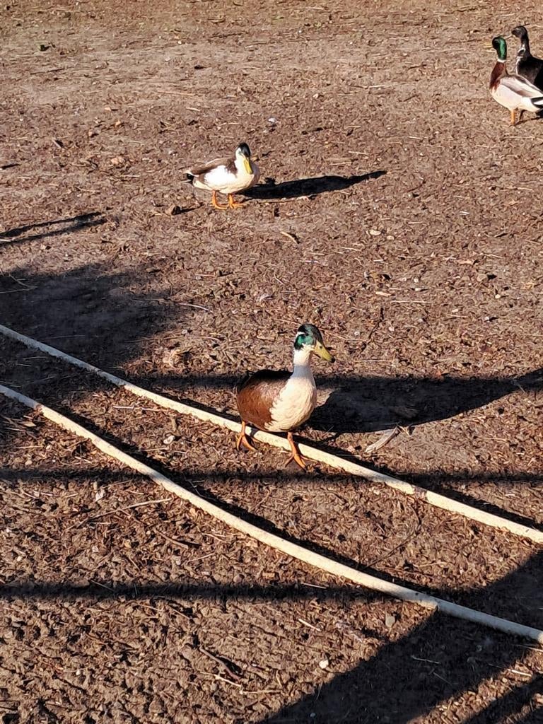 Mannetjes eenden, Dieren en Toebehoren, Vogels | Overige Vogels, Mannelijk
