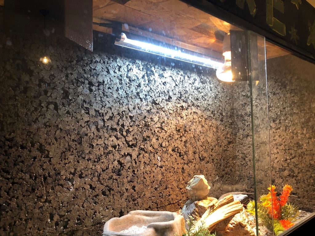 Baardagaam Bearded Dragon - unknown for sale from Blankers