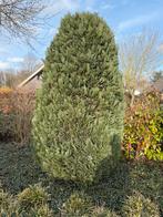 Grote conifeer en diverse struike, Tuin en Terras, Planten | Tuinplanten, Volle zon, Vaste plant, Bloeit niet, Ophalen