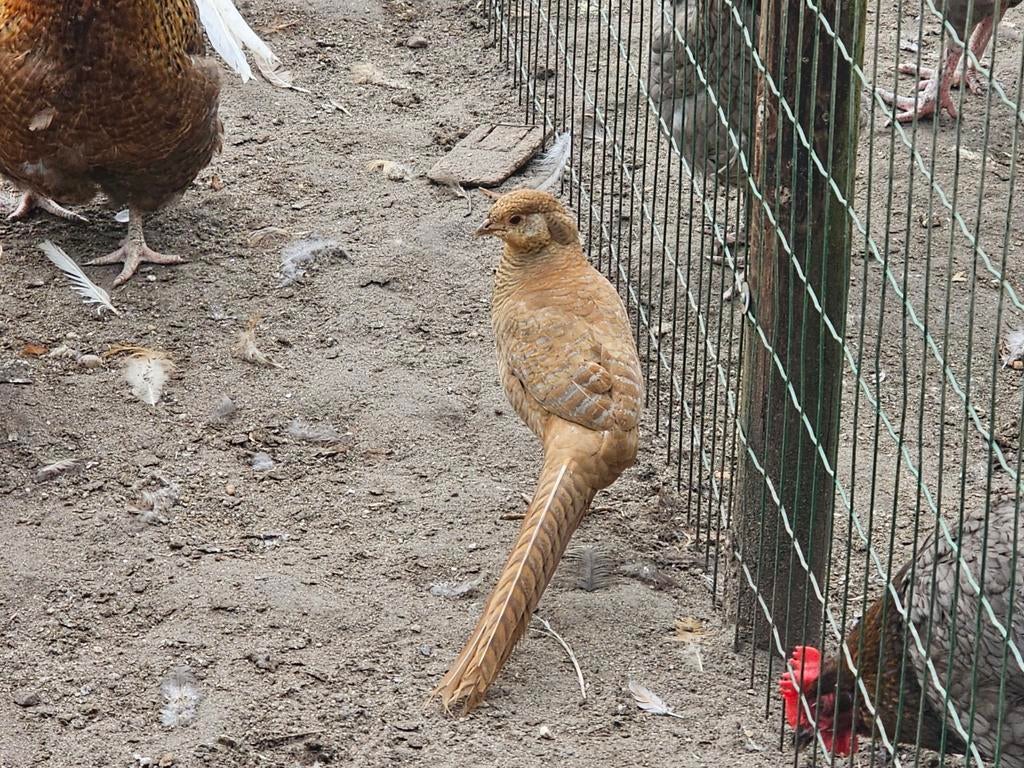 Goudfazant hen cinnamon, Vrouwelijk