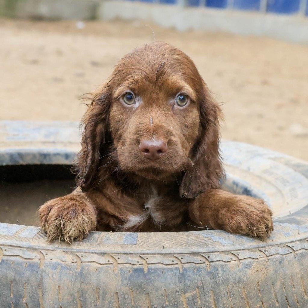 Stabij  Cocker Spaniel pups – mogen verhuizen, Dieren en Toebehoren, Honden | Niet-rashonden, Parvo, Nederland, 8 tot 15 weken
