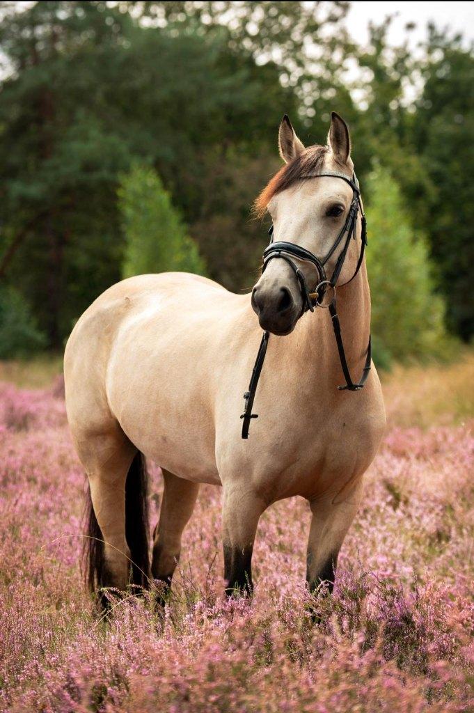 8 Jarige Valk D pony Merrie., Dieren en Toebehoren, Pony's, B, Springpony, 7 tot 10 jaar, D pony (1.37m tot 1.48m)