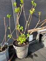 Hortensias, Tuin en Terras, Ophalen, Minder dan 100 cm, Overige soorten, Zomer