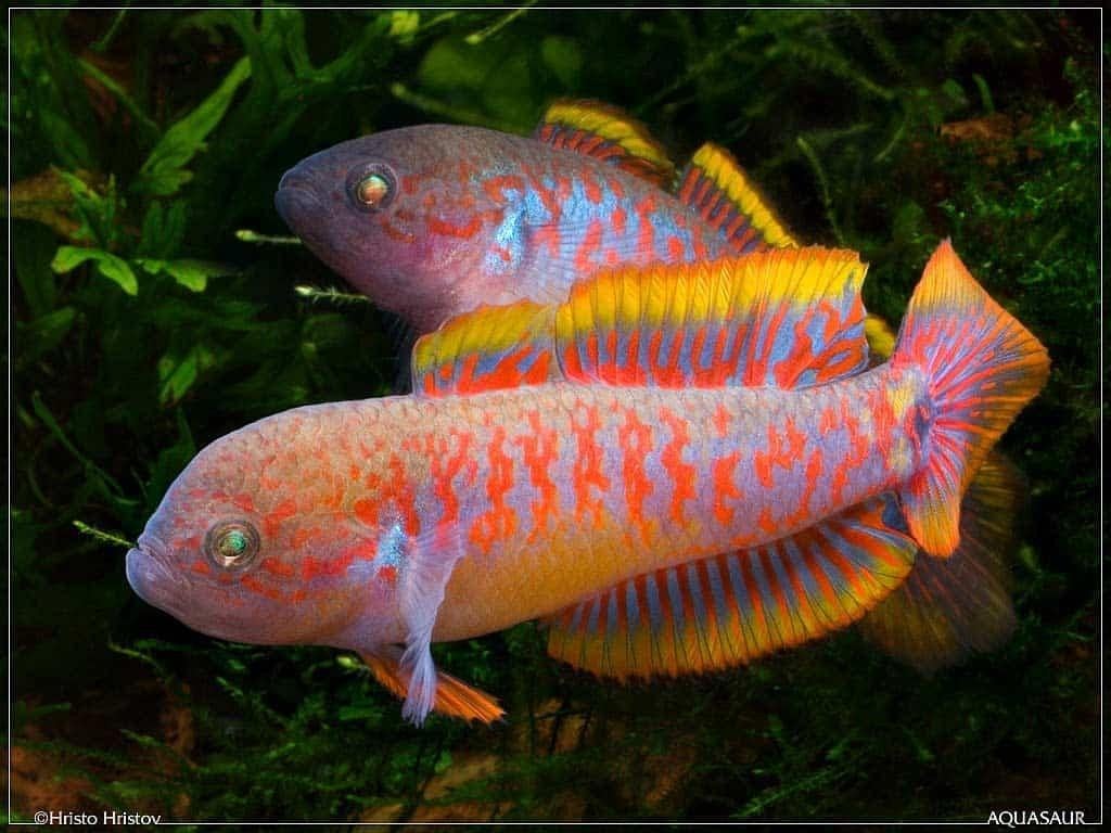 Kweekgroep pauwooggrondel Tateurndina ocellicauda, Dieren en Toebehoren, Vis