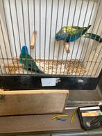 Splendid, Meerdere dieren, Parkiet