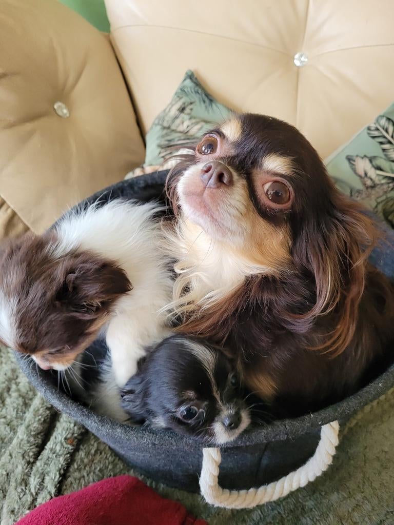 Nog 1 mooie chihauhau X met pomchi pupjes teefjes, Parvo, 8 tot 15 weken, Meerdere, Meerdere dieren