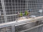 Koppel pyrrhura picta picta, Dieren en Toebehoren, Meerdere dieren, Parkiet, Geringd