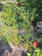 2 x mooie taxus - 1 meter hoog - ophalen in Enter, Ophalen, Taxus, 100 tot 250 cm
