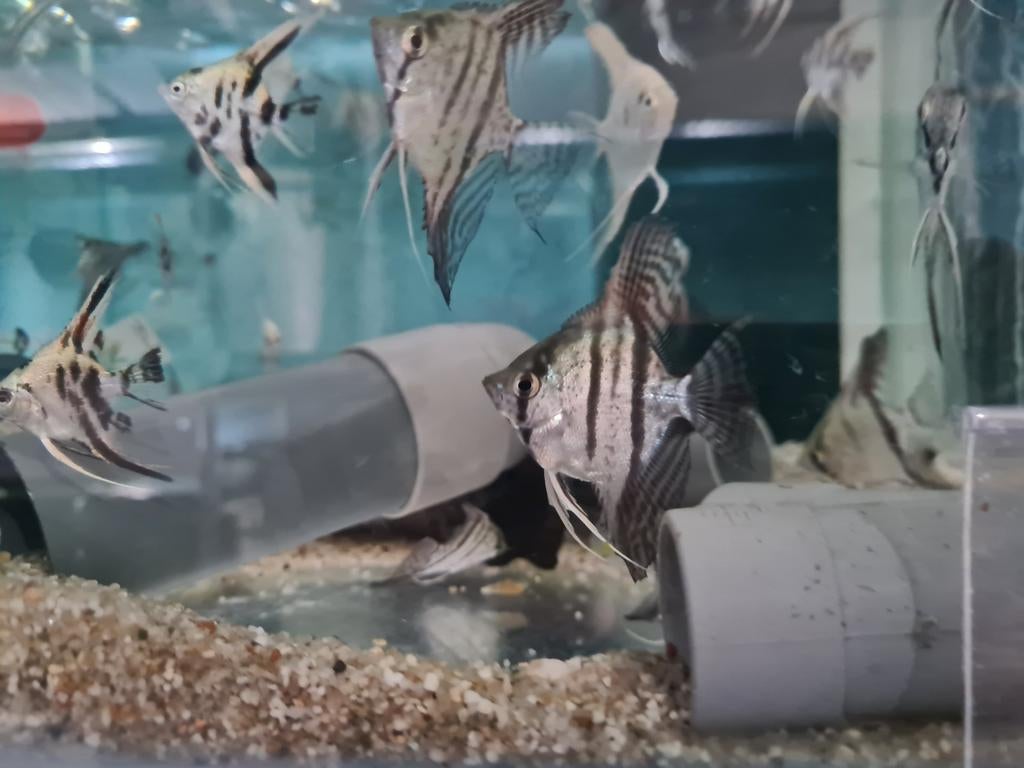 Zebra Maanvissen, Pterophyllum Scalare Zebra, Vis, Zoetwatervis