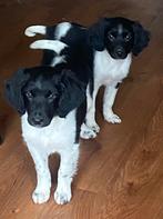 Supermooie FRIESE STABIJ x HEIDEWACHTEL pups, Parvo, Nederland, 8 tot 15 weken, Meerdere